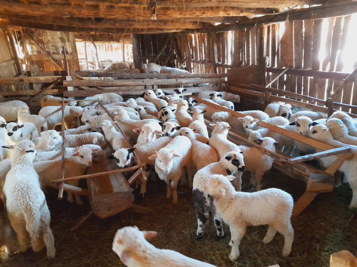 Casa De La Ferma Mariuca Villa Berbesti Bagian luar foto