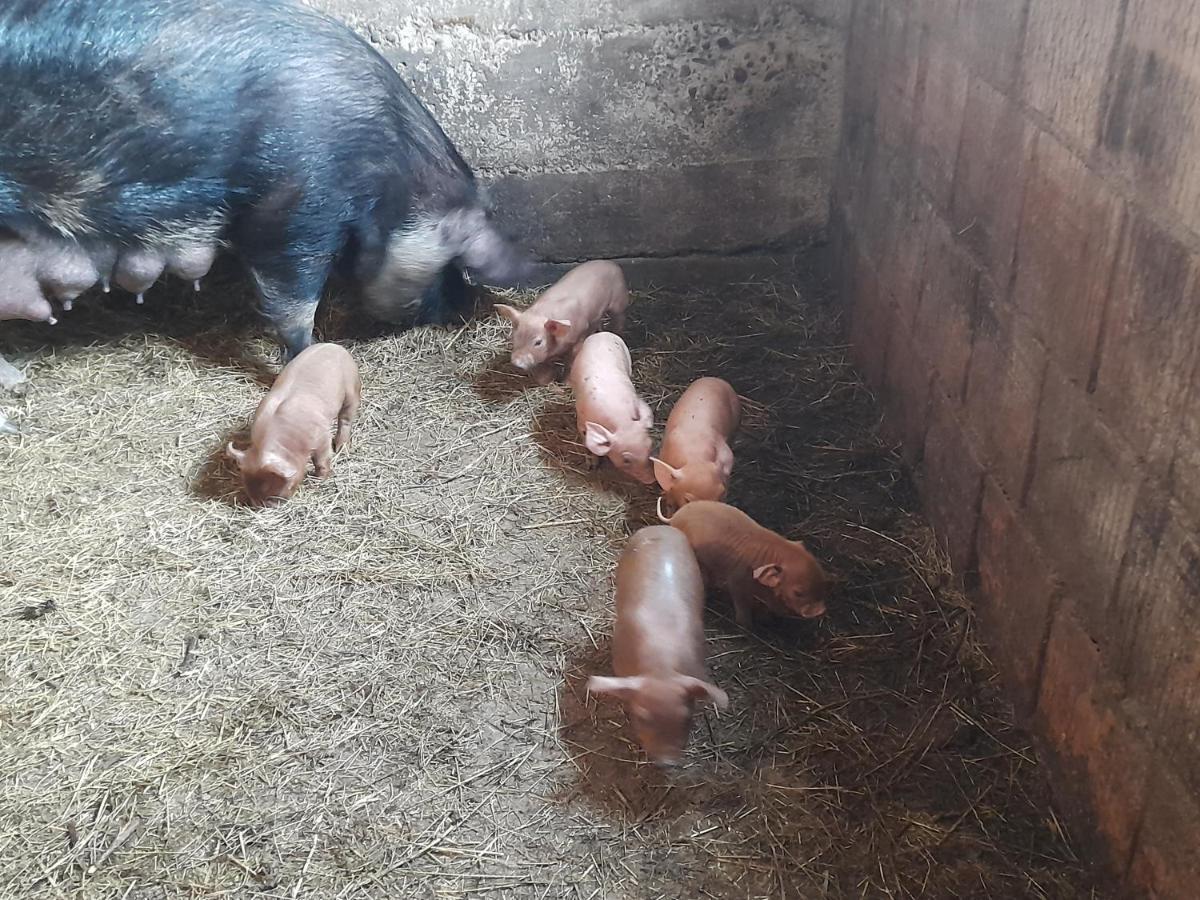 Casa De La Ferma Mariuca Villa Berbesti Bagian luar foto